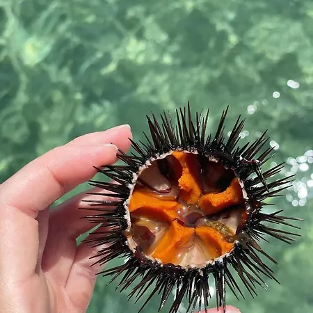 Baia 71 * 갈리폴리