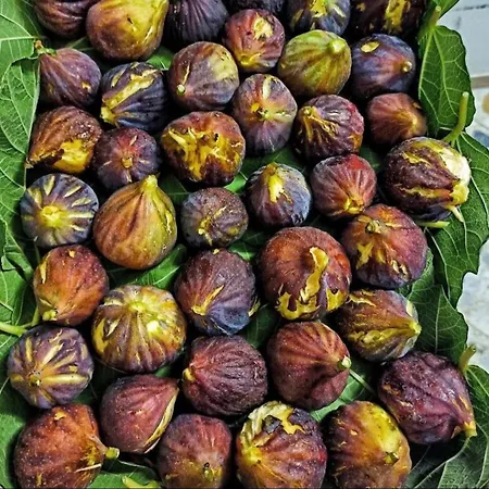 Baia 71 * 갈리폴리